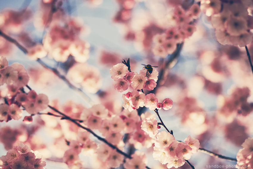 Cherry Blossoms 2012